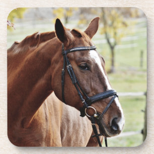 Porta-copo Chestnut Horse com Blaze, Bridle, em Pastura