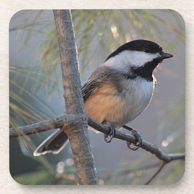 Porta-copo Chickadee (Frente)