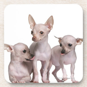 Porta-copo Chihuahua calva (5 e 7 meses velho)