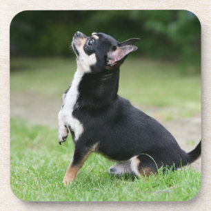 Porta-copo Chihuahua preta e de creme