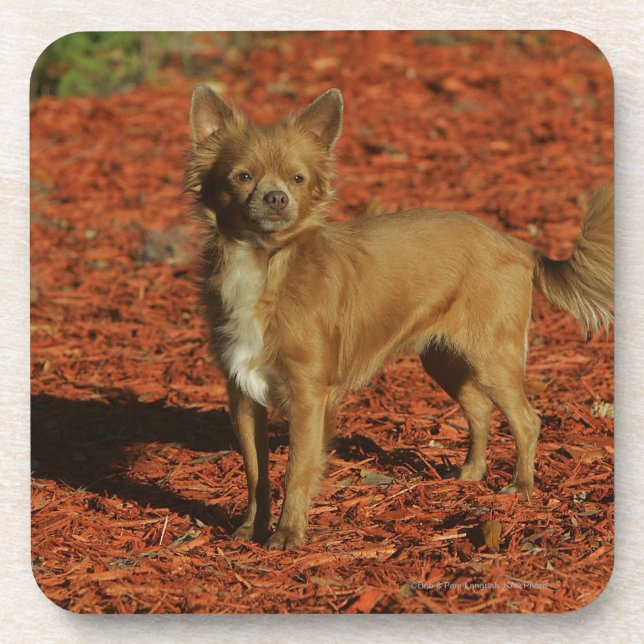 Porta-copo Chihuahua que olha a câmera (Frente)