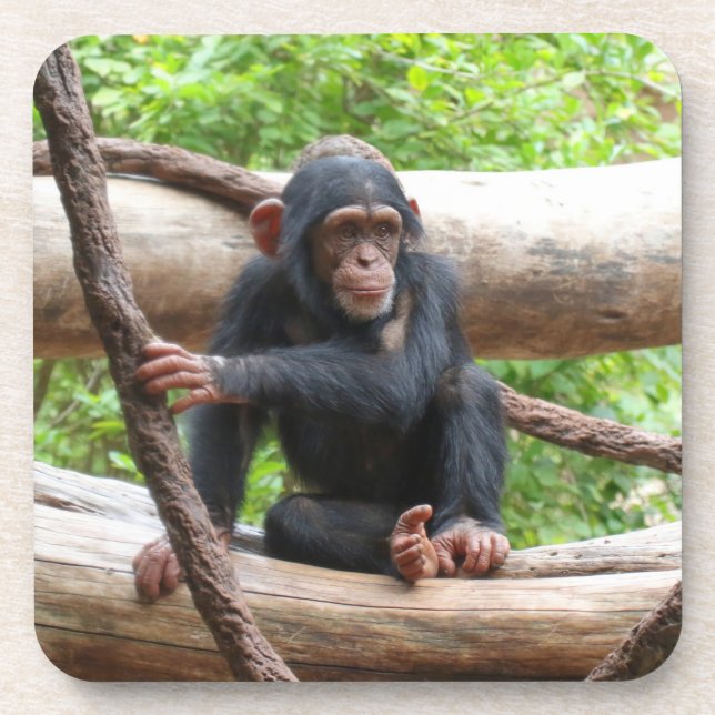 Porta-copo Chimpanzé 001 (Frente)