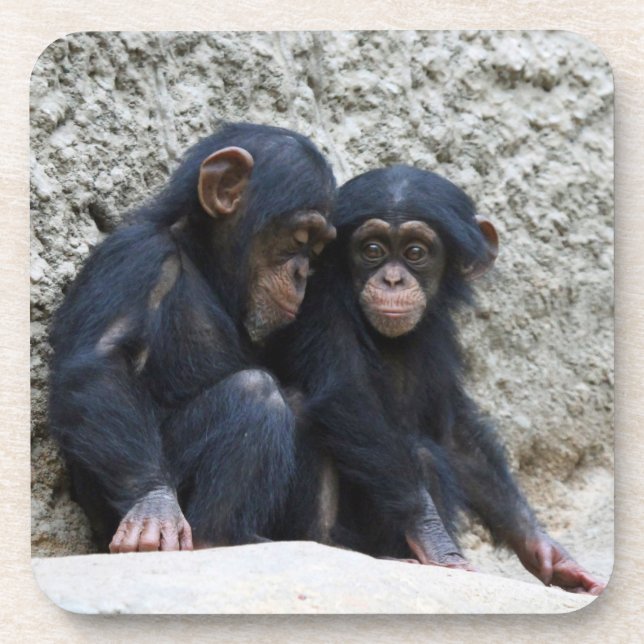 Porta-copo Chimpanzé 002 (Frente)
