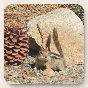 Porta-copo Chipmunk, vida selvagem, presentes
