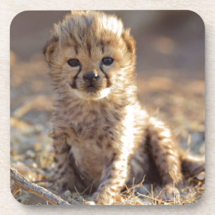 Porta-copo Chita com 19 dias