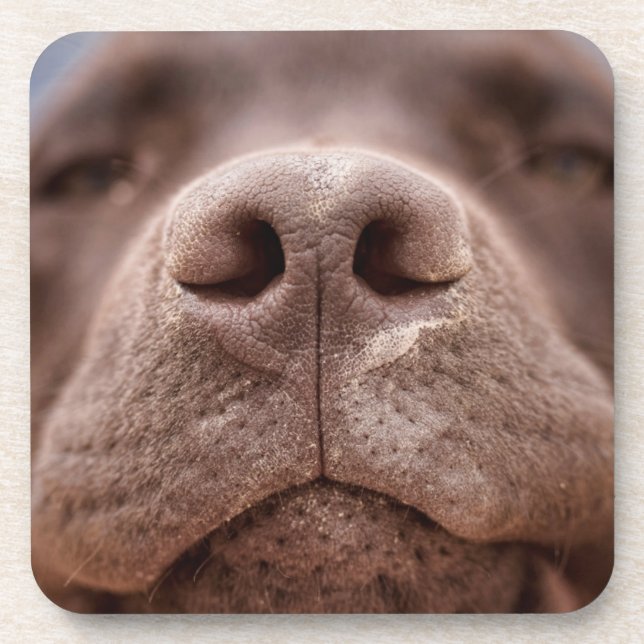 Porta-copo Chocolate Labrador Nose Closeup (Frente)