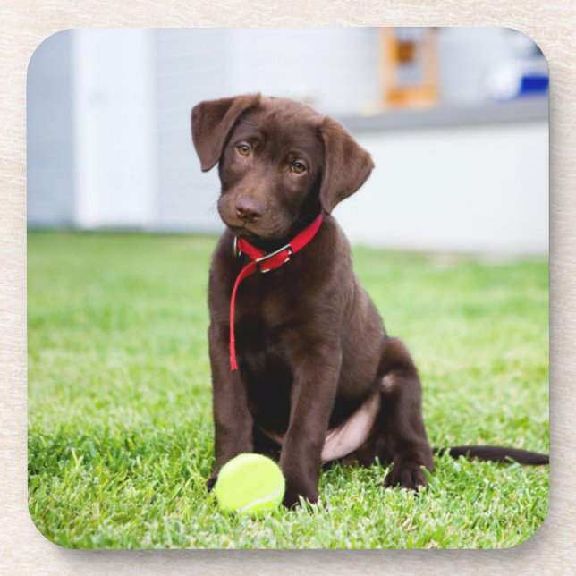 Porta-copo Chocolate Labrador Puppy Com Bola De Tênis (Frente)