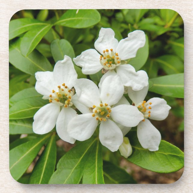 Porta-copo Choisya Ternata (Frente)