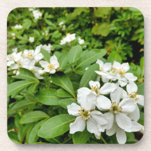 Porta-copo Choisya Ternata