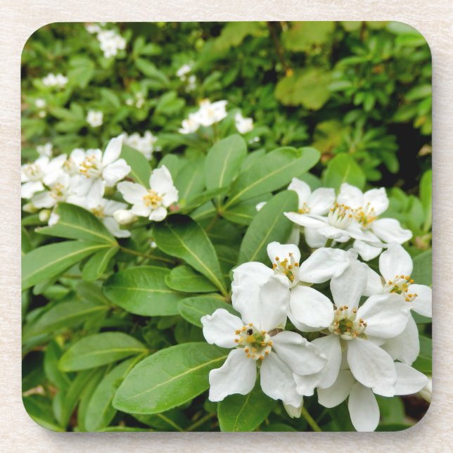 Porta-copo Choisya Ternata (Frente)