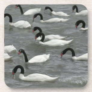 Porta-copo Cisnes de pescoço preto (Cygnus melancoryphus)