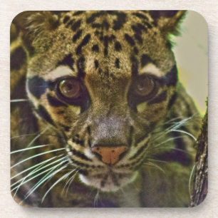 Porta-copo Clouded Leopard
