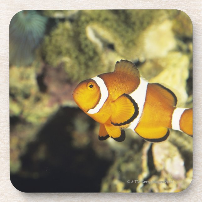 Porta-copo Clownfish comuns (ocellaris do Amphiprion), (Frente)