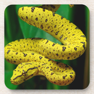 Porta-copo Cobra de Python verde Fase Amarelo