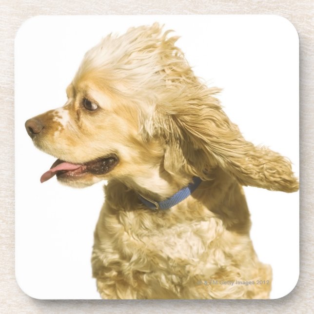 Porta-copo Cocker spaniel (Frente)