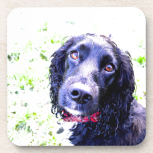Porta-copo Cocker Spaniel