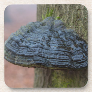 Porta-copo Cogumelo em um tronco de árvore na floresta