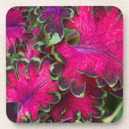 Porta-copo Coleus Macro