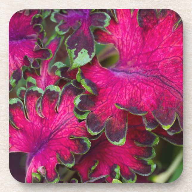 Porta-copo Coleus Macro (Frente)