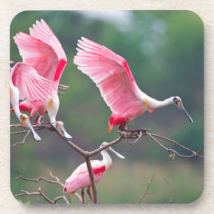 Porta-copo Colhereiros Rosados (Ajaia Ajaja) Pousando