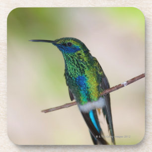 Porta-copo Colibri verde da Violeta-orelha