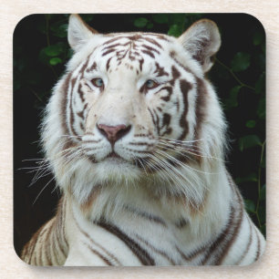 Porta-copo Conjunto de Portas copos de Tigre Branco