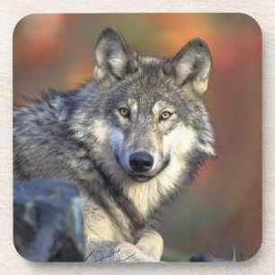 Porta-copo Conjunto de Portas copos do Lobo