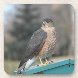 Porta-copo Coopers Hawk