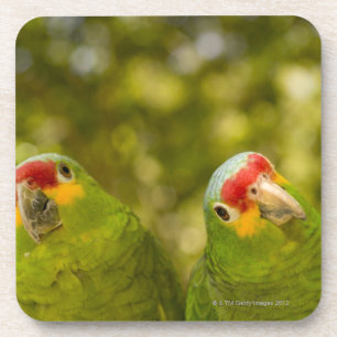 Porta-copo Copan, Honduras