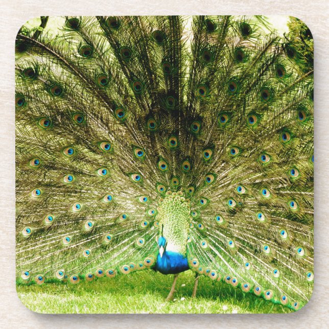 Porta-copo Cores de Exibição de Peacock (Frente)