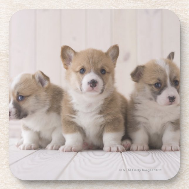 Porta-copo Corgi de três Galês (Frente)