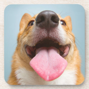 Porta-copo Corgi muito feliz das imagens de Getty
