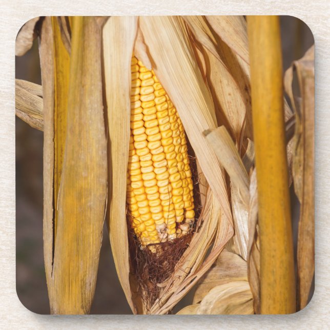 Porta-copo Corn Cobb On Stalk (Frente)