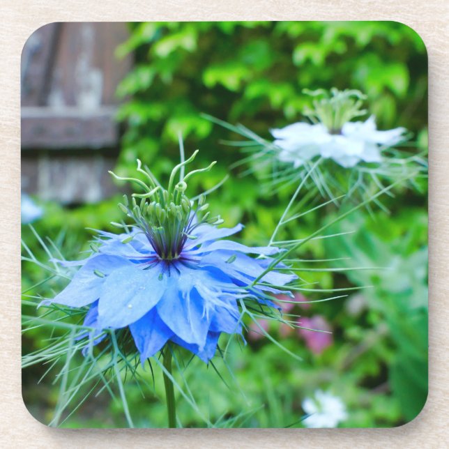 Porta-copo Cornflower (Frente)