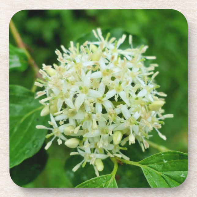 Porta-copo Cornus sanguinea (Frente)