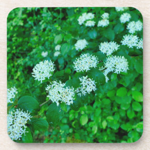 Porta-copo Cornus sanguinea