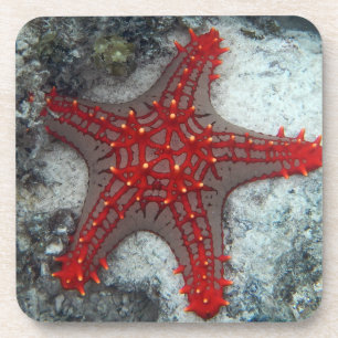 Porta-copo Coroa da estrela do mar dos espinhos no recife de