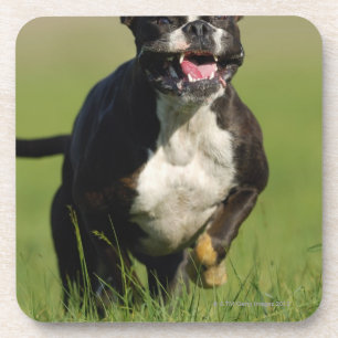 Porta-copo Corredor do cão