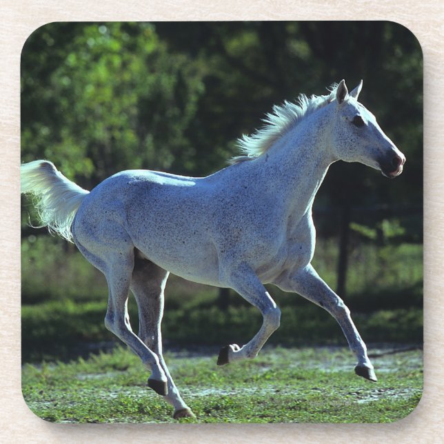 Porta-copo Corredor do garanhão do puro-sangue (Frente)