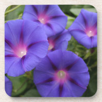 Corriolas bonitas na flor