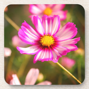 Porta-copo Cosmos cor-de-rosa, jardim Rosalinde da casa de