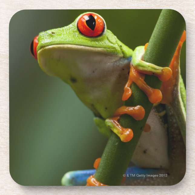 Porta-copo Costa Rica, Monteverde, sapo de árvore (Frente)