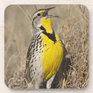 Porta-copo Cotovia-de-barriga-amarela (Sturnella neglecta)