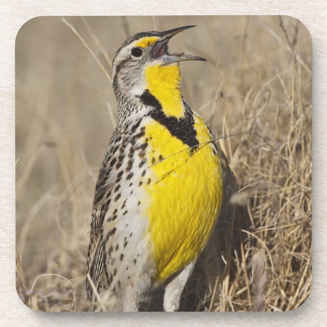 Porta-copo Cotovia-de-barriga-amarela (Sturnella neglecta) (Frente)