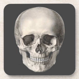 Porta-copo Crânio de Anatomia Humana Vintage, Esqueleto de Ha