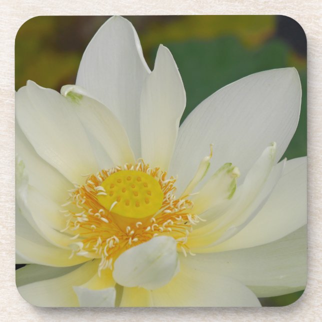 Porta-copo Cream Water Lily02.JPG (Frente)