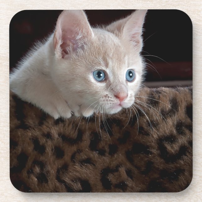 Porta-copo Creme Kitten com Belos Olhos Azuis (Frente)