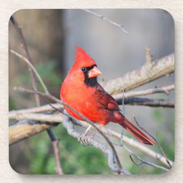 Porta-copo Crest Cardinal (Frente)