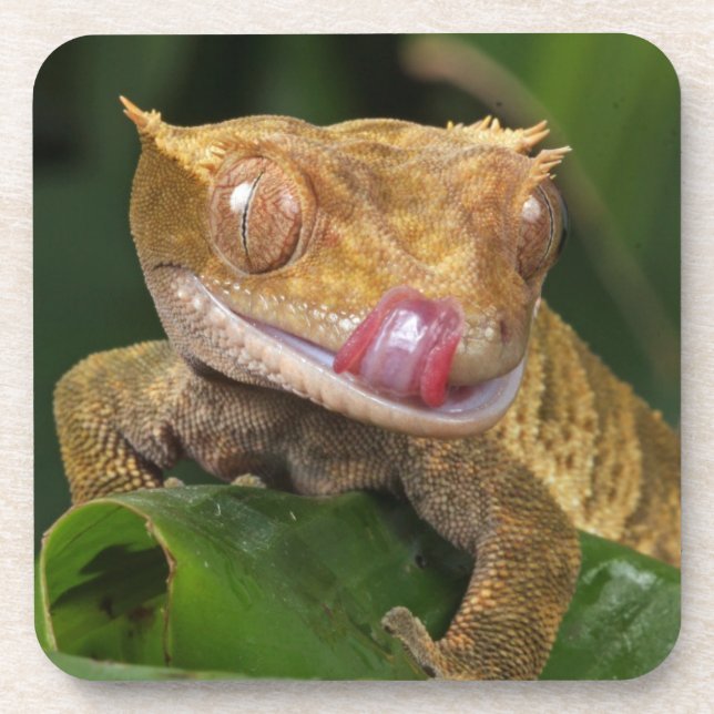 Porta-copo Crested Gecko (Frente)