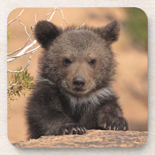 Porta-copo Cubo do Urso Grizzly (Frente)